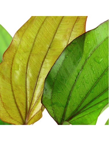 Echinodorus 'Barthii'