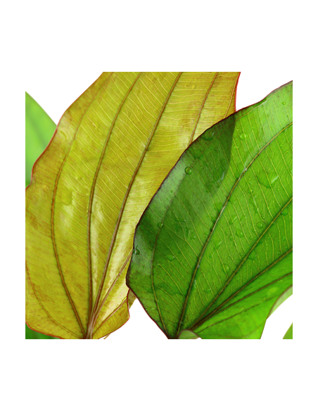 Echinodorus 'Barthii'