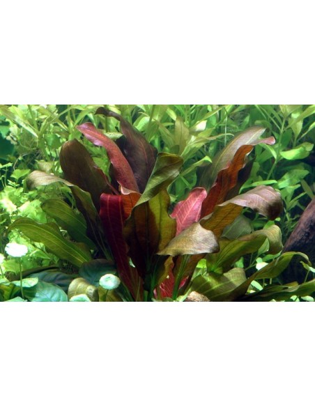 Echinodorus 'Barthii'