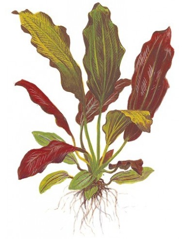 Echinodorus 'Barthii'