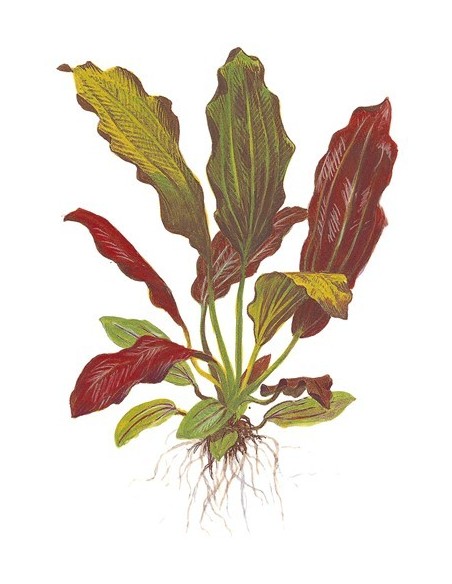 Echinodorus 'Barthii'