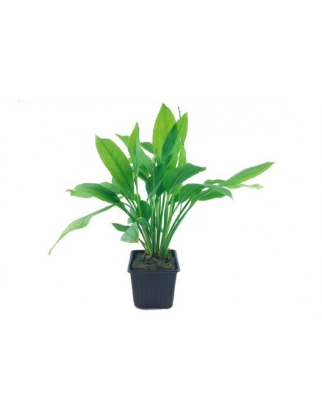 Echinodorus grisebachii 'Bleherae'