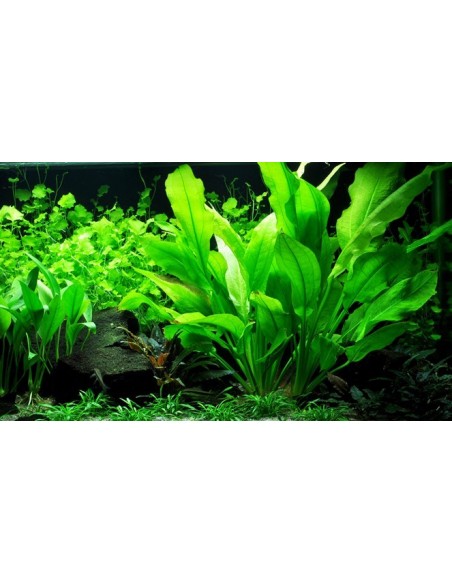 Echinodorus grisebachii 'Bleherae'