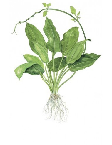 Echinodorus grisebachii 'Bleherae'