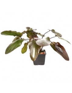 Echinodorus 'Ozelot'