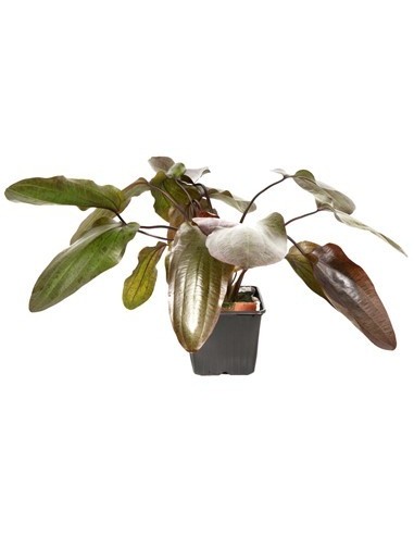 Echinodorus 'Ozelot'