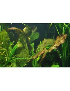 Echinodorus 'Ozelot' 2