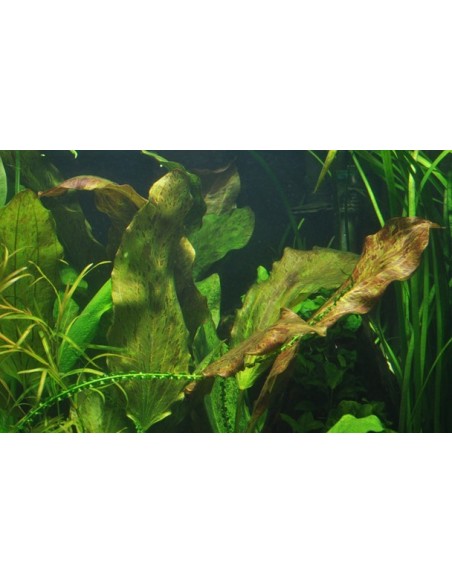 Echinodorus 'Ozelot'