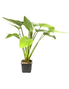 Echinodorus palifolius