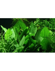 Echinodorus palifolius 2