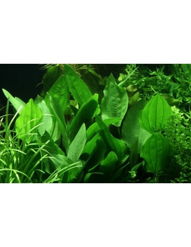 Echinodorus palifolius