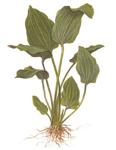 Echinodorus palifolius