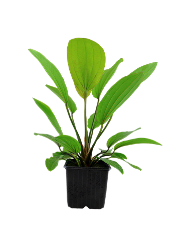 Echinodorus 'Rosé'