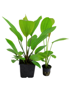 Echinodorus 'Rosé' 2