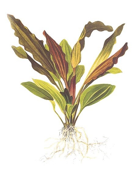 Echinodorus 'Rosé'