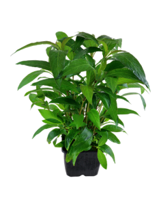 Hygrophila corymbosa 'Siamensis' 2