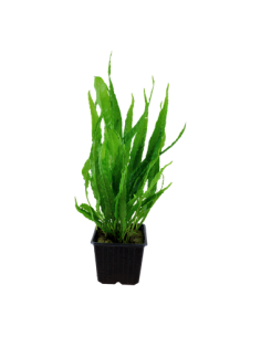 Microsorum pteropus 2