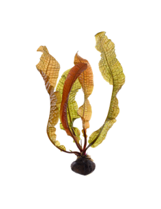 Aponogeton boivinianus