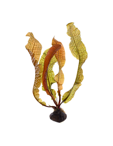 Aponogeton boivinianus