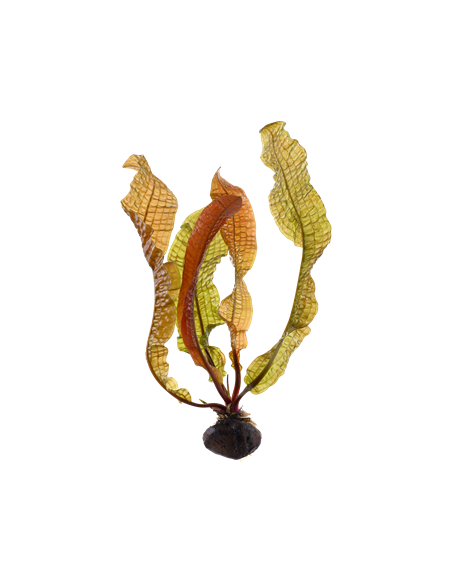 Aponogeton boivinianus