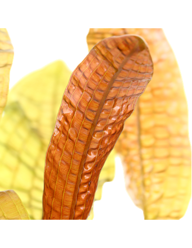 Aponogeton boivinianus