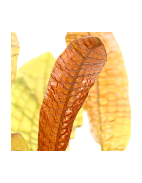 Aponogeton boivinianus