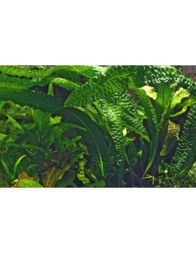 Aponogeton boivinianus