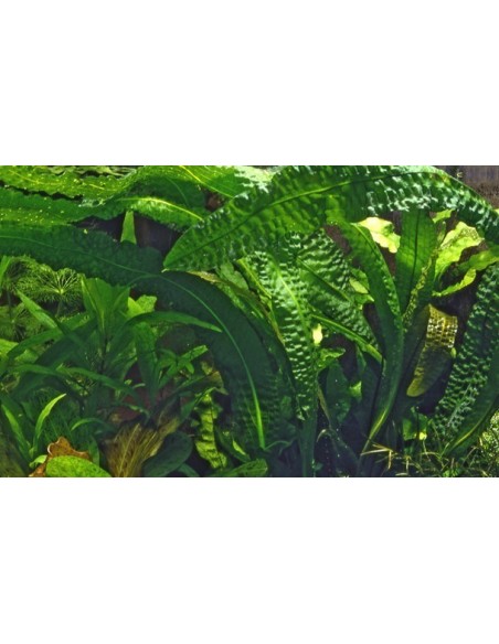 Aponogeton boivinianus