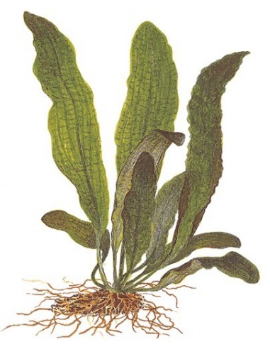 Aponogeton boivinianus