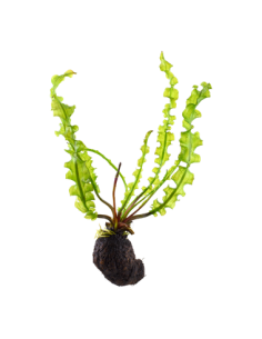 Aponogeton longiplumulosus