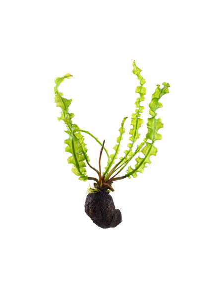 Aponogeton longiplumulosus