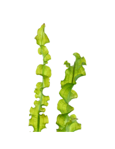 Aponogeton longiplumulosus 2