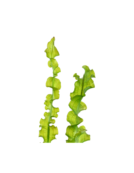 Aponogeton longiplumulosus