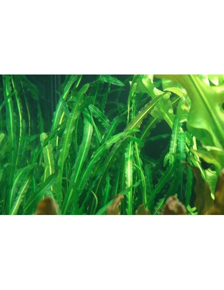 Aponogeton longiplumulosus