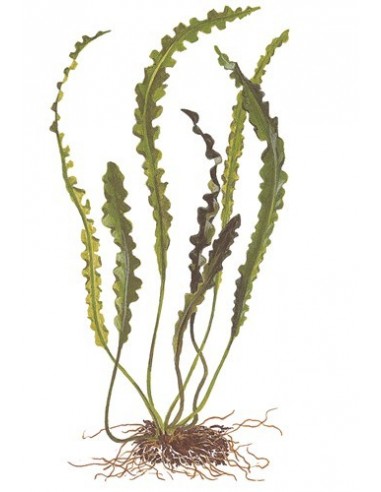 Aponogeton longiplumulosus