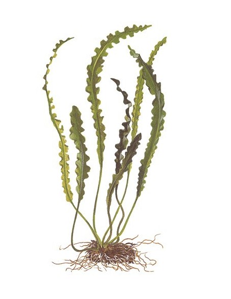 Aponogeton longiplumulosus