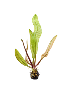 Aponogeton madagascariensis