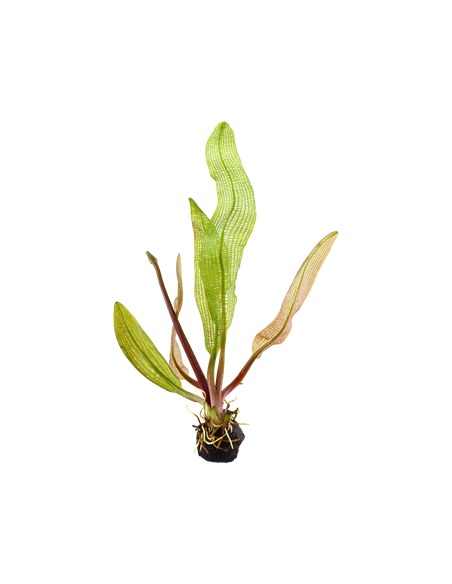 Aponogeton madagascariensis