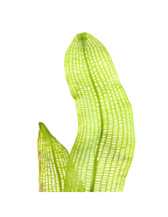 Aponogeton madagascariensis 2