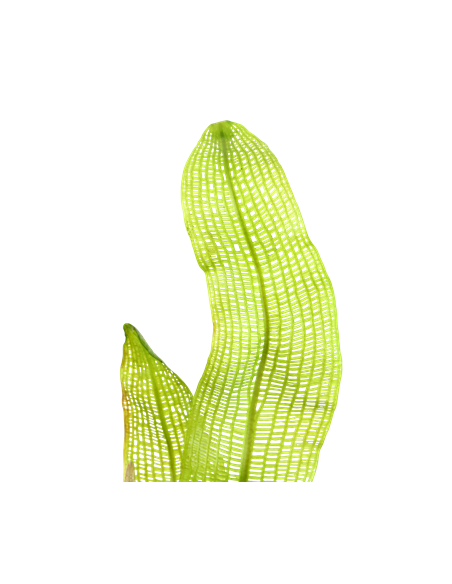 Aponogeton madagascariensis