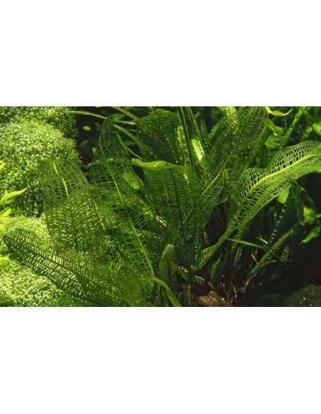 Aponogeton madagascariensis