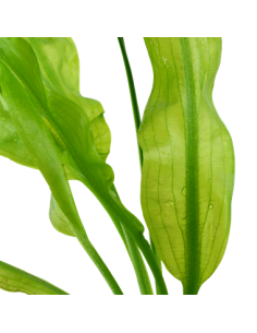 Aponogeton ulvaceus 2