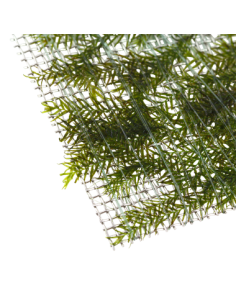 Fissidens fontanus 2