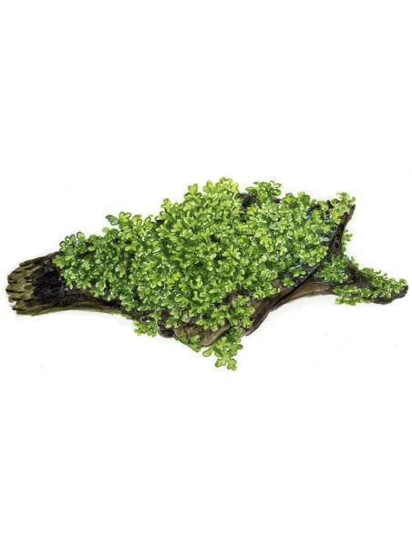 Riccardia chamedryfolia