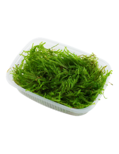 Vesicularia ferriei 'Weeping'