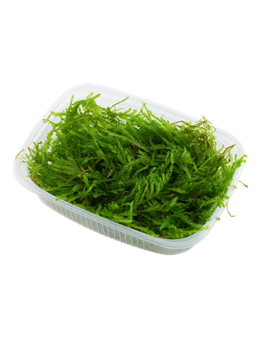 Vesicularia ferriei 'Weeping'