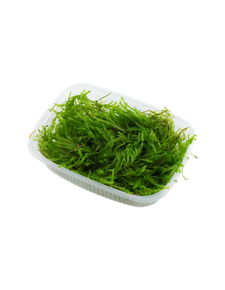 Vesicularia ferriei 'Weeping'