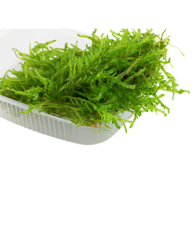 Vesicularia ferriei 'Weeping'