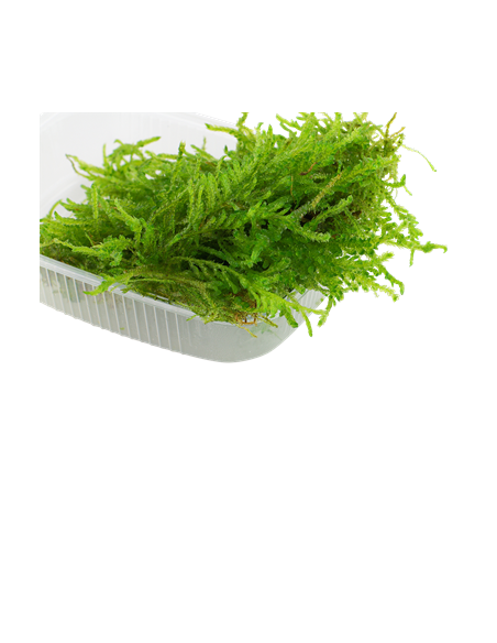 Vesicularia ferriei 'Weeping'