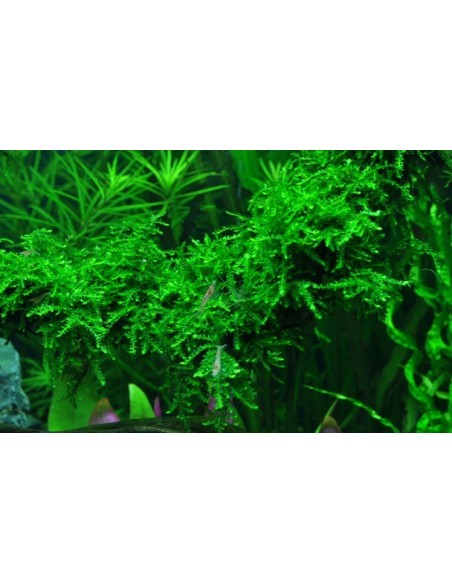 Vesicularia ferriei 'Weeping'